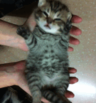 a little tiny kitten being held in two hands stretching really nice